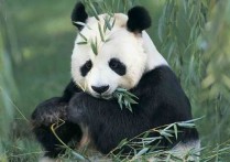 四川熊猫基地 中国最大的野生熊猫基地