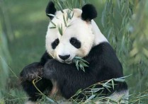 四川大熊猫基地 成都四个熊猫基地在哪里