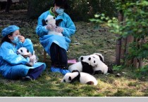 大熊猫繁育研究基地 成都大熊猫基地入口在哪