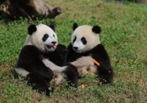 成都大熊猫繁育研究基地游玩攻略 成都大熊猫繁育基地要预约吗