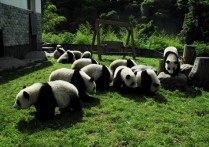 雅安熊猫基地 离成都最近的大熊猫基地