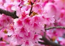 绿色的樱花 最常见的十大樱花品种