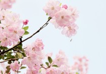 桃花啥时候开花 桃花花期多长时间