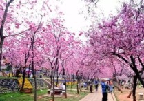 武汉樱花什么时候开 武汉东湖樱花园樱花开放期