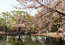 玉渊潭樱花 北京哪个公园能免费看樱花