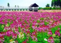 广州香草世界 花都有哪些旅游景点大全