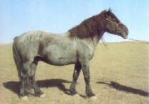 乌珠穆沁马 为什么蒙古马很小