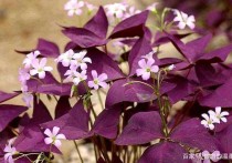 紫叶酢浆草 紫叶酢浆草的夏季养殖方法