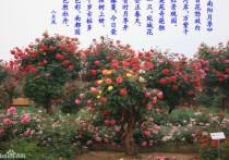 绵竹月季花展 北京的两种市花是什么花